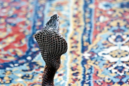 Marakech Cobra