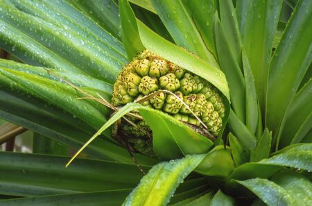 Tropical green plant at Opeakaa Falls, Kauai, Hawaii, United States