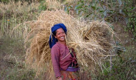 Gairi Pangma, Sankhuwasabha District, Nepal - 11/18/2017: smiling Nepalese woman working in the rice field carrying a big bundle of straw.のeditorial素材