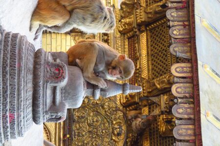 Monkey at the Swaymbhunath stupa, aka Monkey Temple, Kathmandu, Nepal