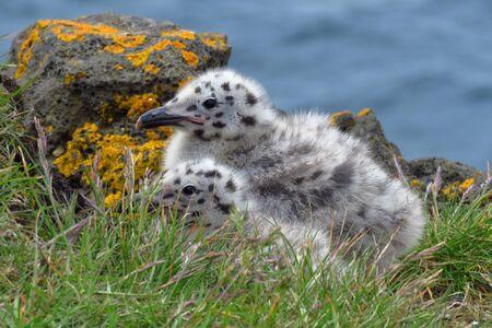 Endearing chicks or black-backed seagull, fluffy young baby birds, speckled with black dots, Iceland, Europeの写真素材