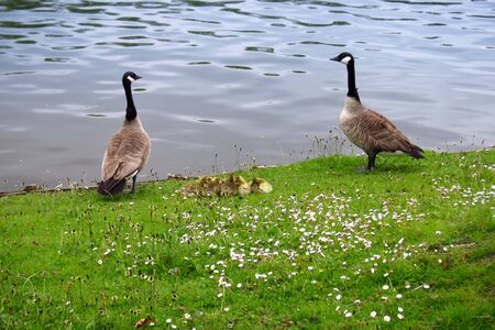 Two geese with a group of small goose chicks in the grass at the border of the lakeの写真素材