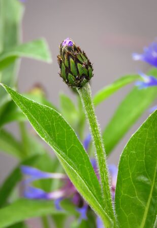 Cornflower or bachelor's button (Centaurea cyanus) bud, grows as a weed in wheat and corn fields, Europeの写真素材