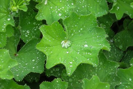 Drops of rain water on green plant leavesの写真素材