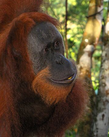 Sumatran orangutan (pongo abelii) close upの写真素材