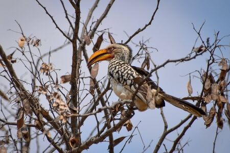 Southern yellow-billed hornbill bird (tockus leucomelas) South Africaの写真素材