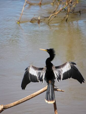 Anhinga snake bird with spread wingsの写真素材