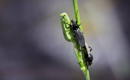 Black fly on green flower stem
