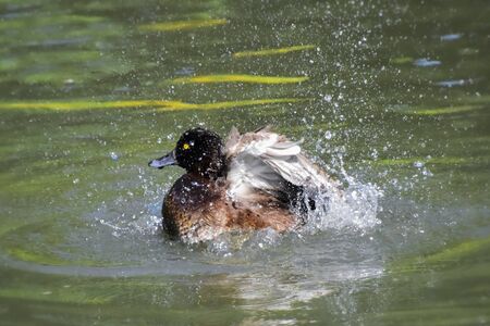 Duck splashing in water poundの写真素材