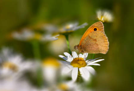 Meadow brown (Maniola jurtina) butterfly on corn chamomile (Anthemis arvensis) in wildflower field in summer. Shallow depth of field.の写真素材