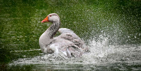 Greylag goose (Anser anser) splashing wings in the water of the lakeの写真素材