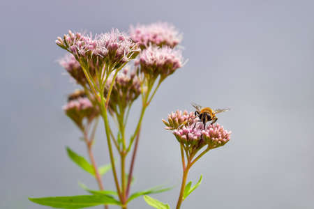 Bee extracting nectar from pink flowers, hemp or dutch agrimony (Eupatorium cannabinum), dark green...