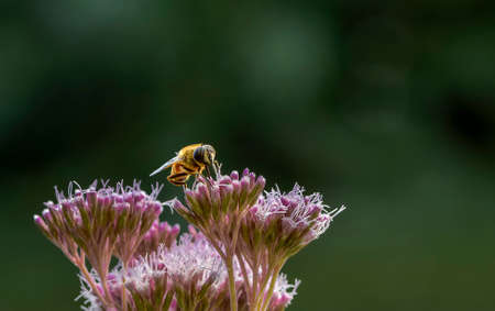 Bee extracting nectar from pink flowers, hemp or dutch agrimony (Eupatorium cannabinum), dark green...