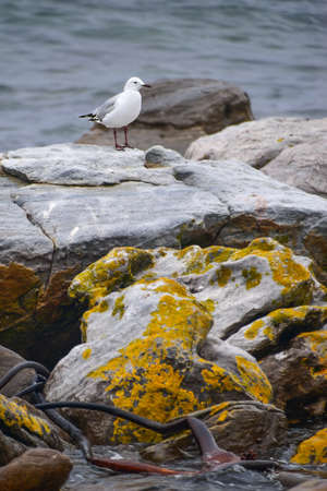 Seagull standing on rocks in the ocean, Boulders Beach, Cape Town, South Africaの写真素材