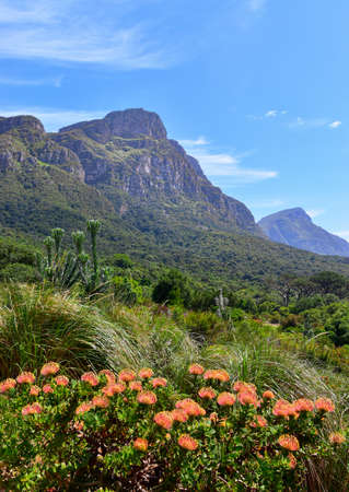 Orange nodding pincushion (Leucospermum cordifolium) flowers in Kirstenbosch National Botanical Garden, Table mountain in the background, Cape Town, South Africaの写真素材