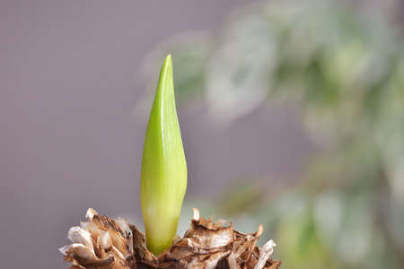 Green Amaryllis (Hippeastrum) flower bud growing, ecology and new life concept