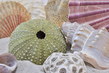 Colorful seashells and sea urchin skeleton on sand beach