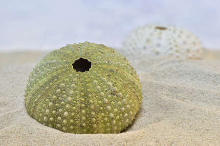 Green sea urchin skeleton on the sand beach, shallow depth of field macro photography