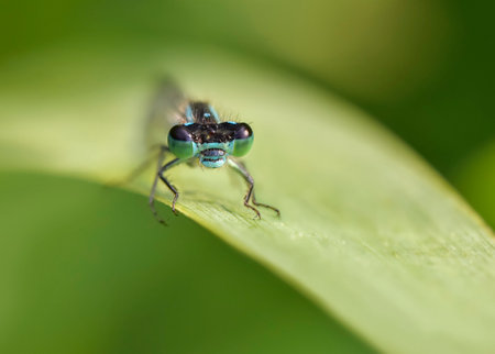 Blue damselfly dragonfly head and eyes close up, sitting on green leaf, shallow depth of field macro...