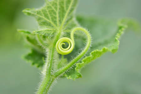 Creeping spiral tendril of cucumber (Cucumis sativus) plant, shallow depth of field macro...