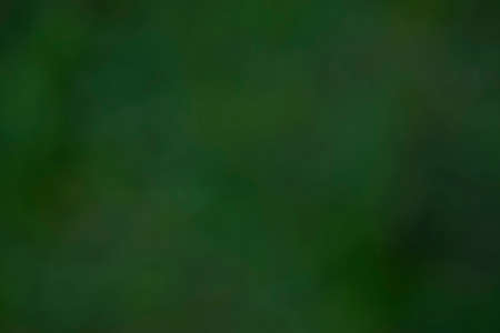 Soft abstract dark green background, nature colors, forest feelingの写真素材