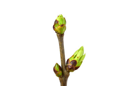 Buds on tree twig isolated on white background. Concept of environment, ecology, new life and...