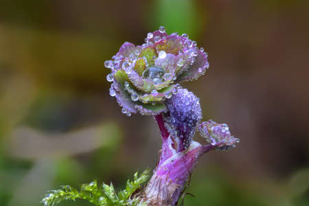 Water droplets clinging to leaves of young plant on a cold spring morning, shallow depth of field close up macro photographyの写真素材