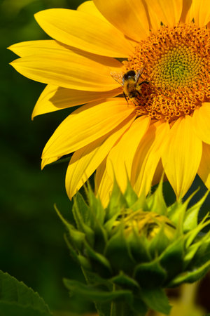 Honey bee (apis) covered in pollen drinking nectar on a bright yellow sunflower, shallow depth of...