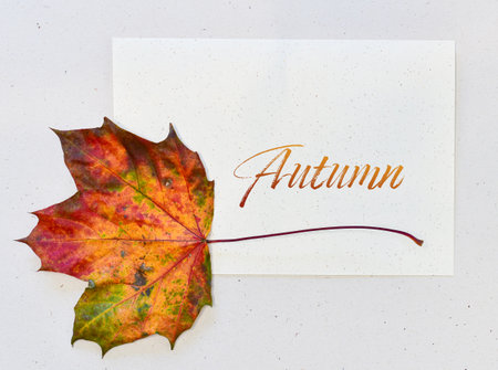 Greeting card maple leaf decoration and word autumnの写真素材