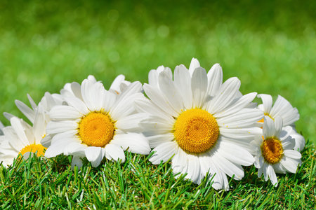 Oxeye daisies (Leucanthemum) white spring flowers on green grass close up, shallow depth of field bokeh background.の写真素材