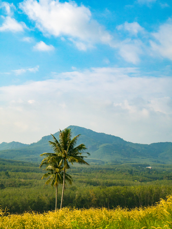Coconut and golden meadowの写真素材