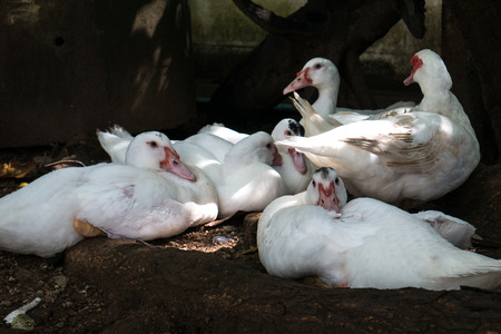 Duck sleeping in the shade.の写真素材