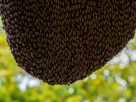 Large beehive with many bees are building beehives.の写真素材