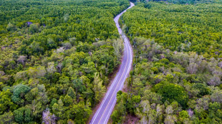 Aerial view Mangrove forest and road through the forest.の写真素材