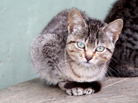 Cat posing for the cameraの写真素材