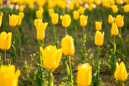 tulipsの写真素材