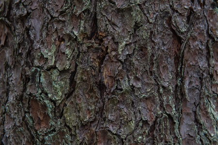 pine bark