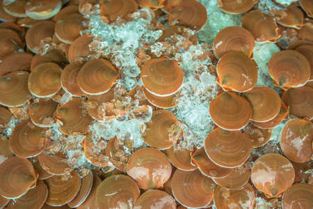 shellの写真素材