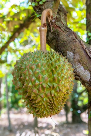 Durian Fruitの写真素材