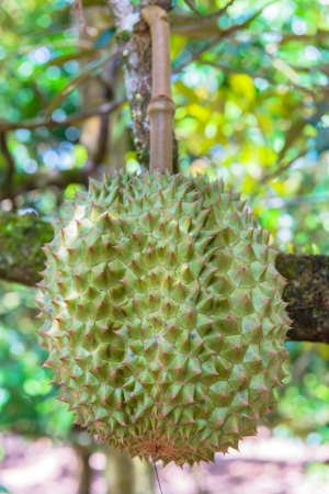 Durian Fruitの写真素材