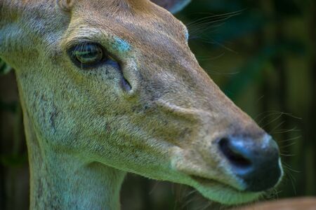 Roe deer doe, closeup 