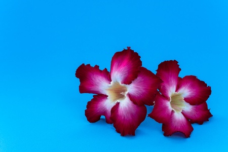 Impala Lily