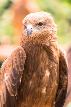 Falcon