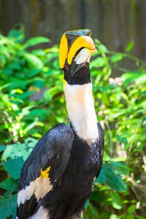 Hornbills