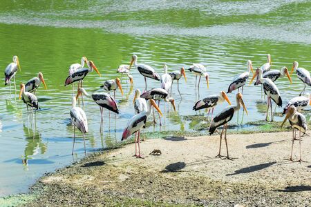 Painted storkの写真素材