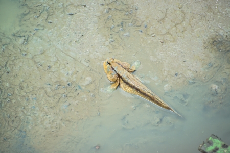 mudskipperの写真素材