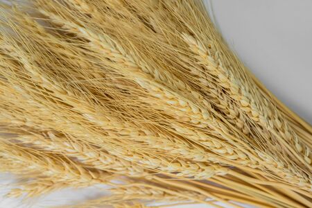 Stalks of wheat ears