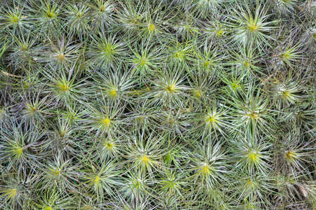 Tillandsia on the wallの写真素材