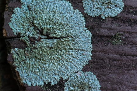 Green lichens on the wood