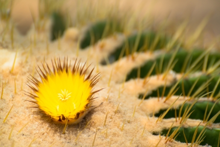 Yellow prickly pear cactus blossom の写真素材